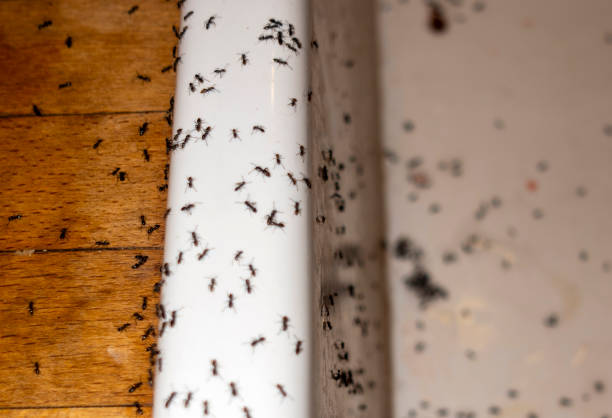 Best Termite Control Services  in Mayfield, OH